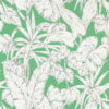 Parlour Palm 112024